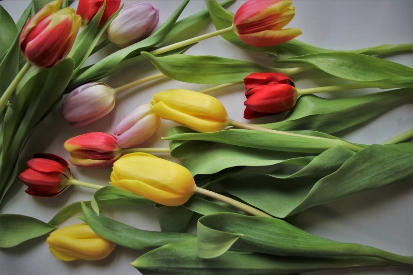 Gdzie po piękne kwiaty w Białej Podlaskiej? Mieszkańcy mają swoje ulubione kwiaciarnie. Do której warto się wybrać?