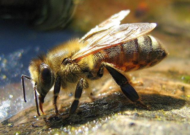 Wiosną w Poznaniu powstaną hotele dla pszczół, trzmieli i innych ...
