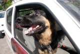 Poznań: Zostawiła psa w zamkniętym samochodzie. Interweniowała straż miejska