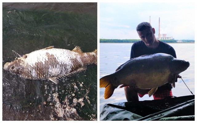 Co zabija karpie-giganty z Zalewu Rybnickiego? Wędkarze alarmują. Na zdjęciu Jerzy Grelowski z okazami z Rybnika. Apeluje, by szybko wyjaśnić sprawę