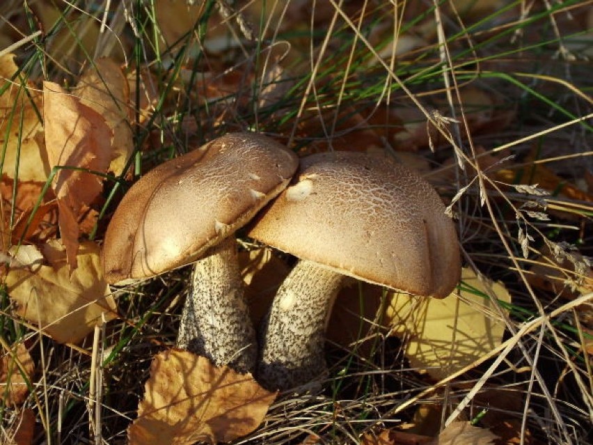 Większość miłośników zbierania grzybów ma swoje ulubione i...