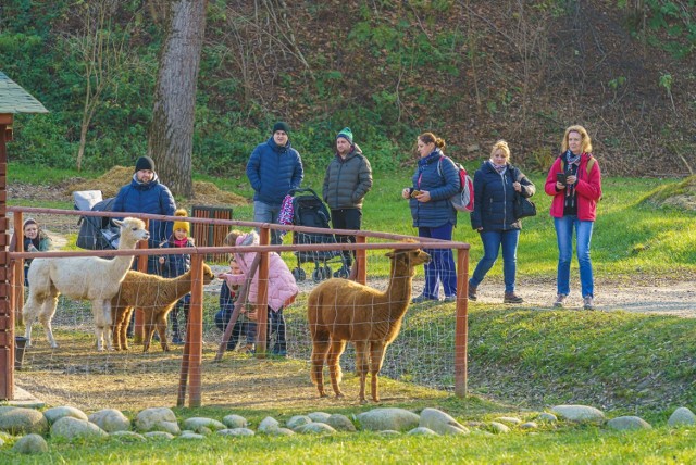 Popularność ogrodów na Zapopradziu w Muszynie nie słabnie