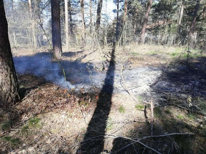 Pożar lasu pod Skokami. Interweniowała straż pożarna 