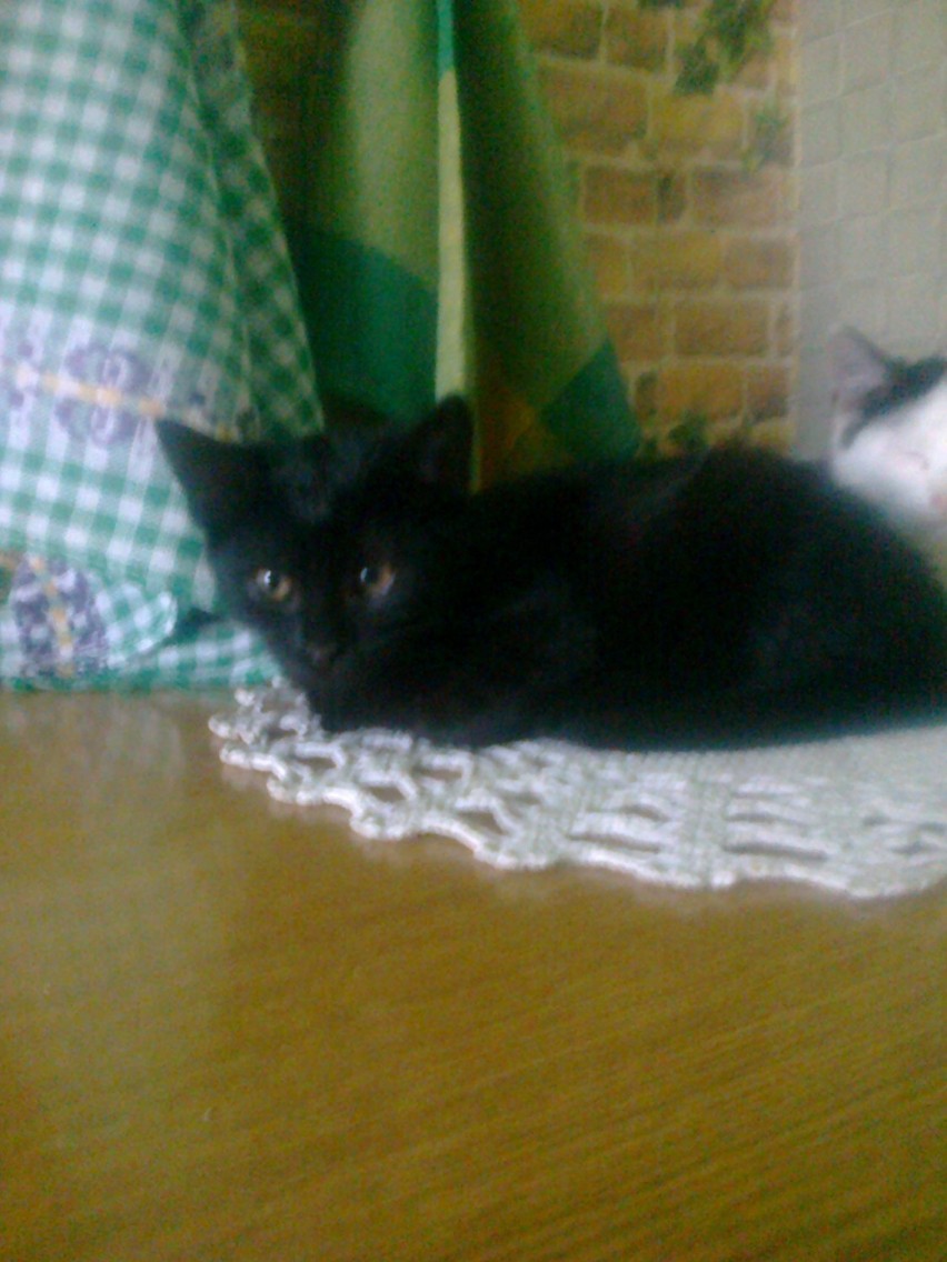 Małe kotki do adopcji
Trzy, 6-miesięczne, kotki z Pieczysk...