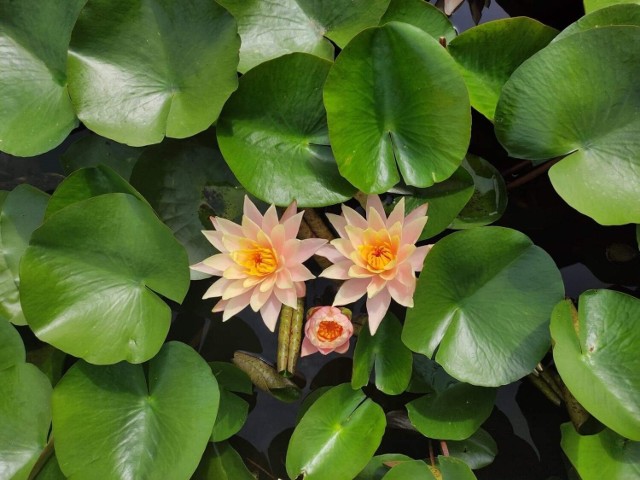 Warto wybrać się do Arboretum w Bolestraszycach koło Przemyśla, aby podziwiać obecnie kwitnące rośliny. Nz. lilia wodna.