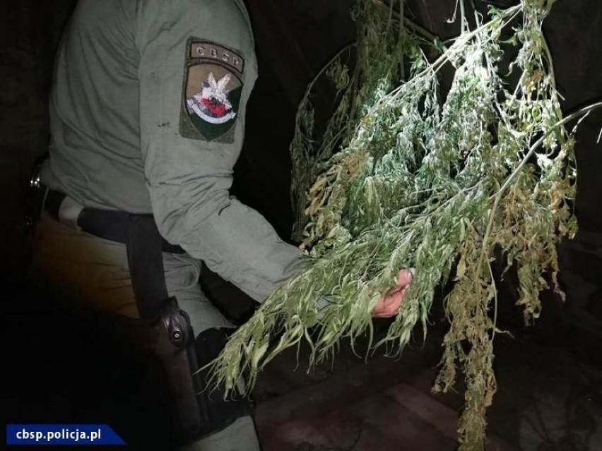 Policjanci ustalili, że z uprawianych w zagajniku roślin...