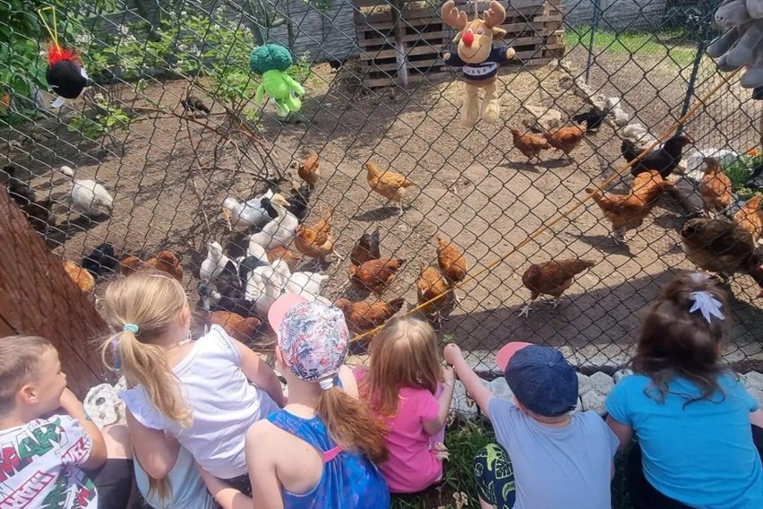 Piknik rodzinny w Mini Zoo Pustelnika