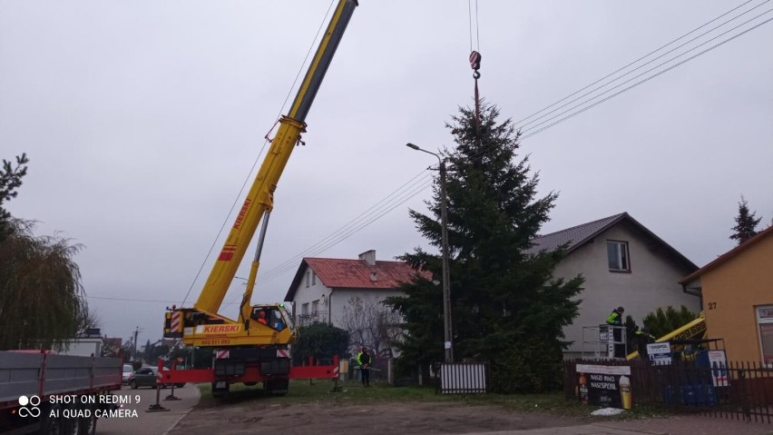 Choinka na człuchowskim rynku już jest (choć jeszcze nieustrojona)! To 10-metrowa daglezja przekazana przez mieszkańców ulicy Polnej