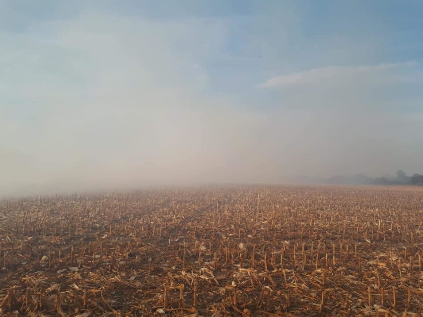 Pożar ścierniska po kukurydzy [ZDJĘCIA]      