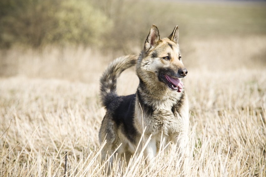 KRÓTKO: Możesz adoptować psa na wakacje