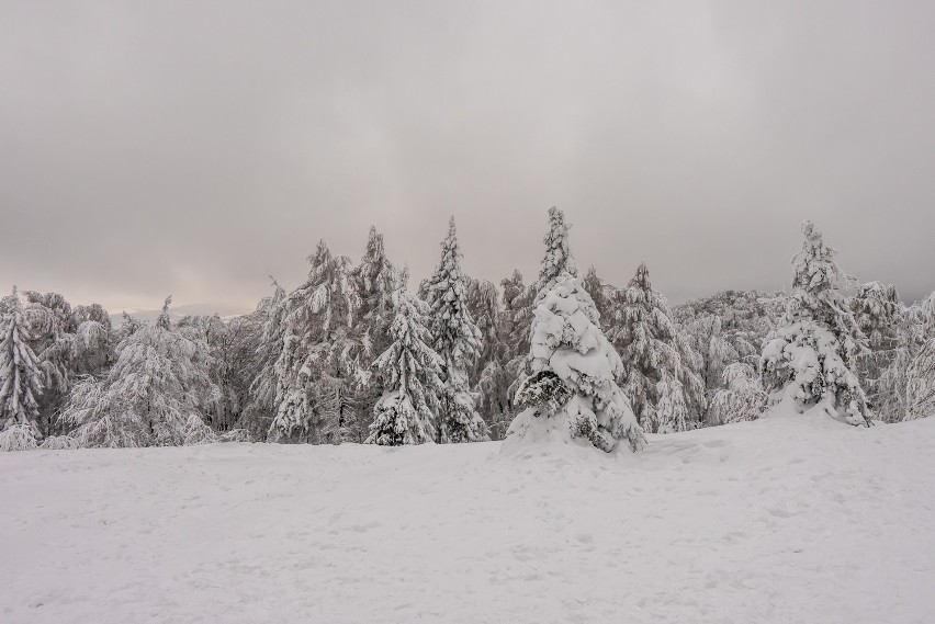 Jaworzyna Krynicka w zimowej szacie jest zachwycająca. Warto zobaczyć te zdjęcia