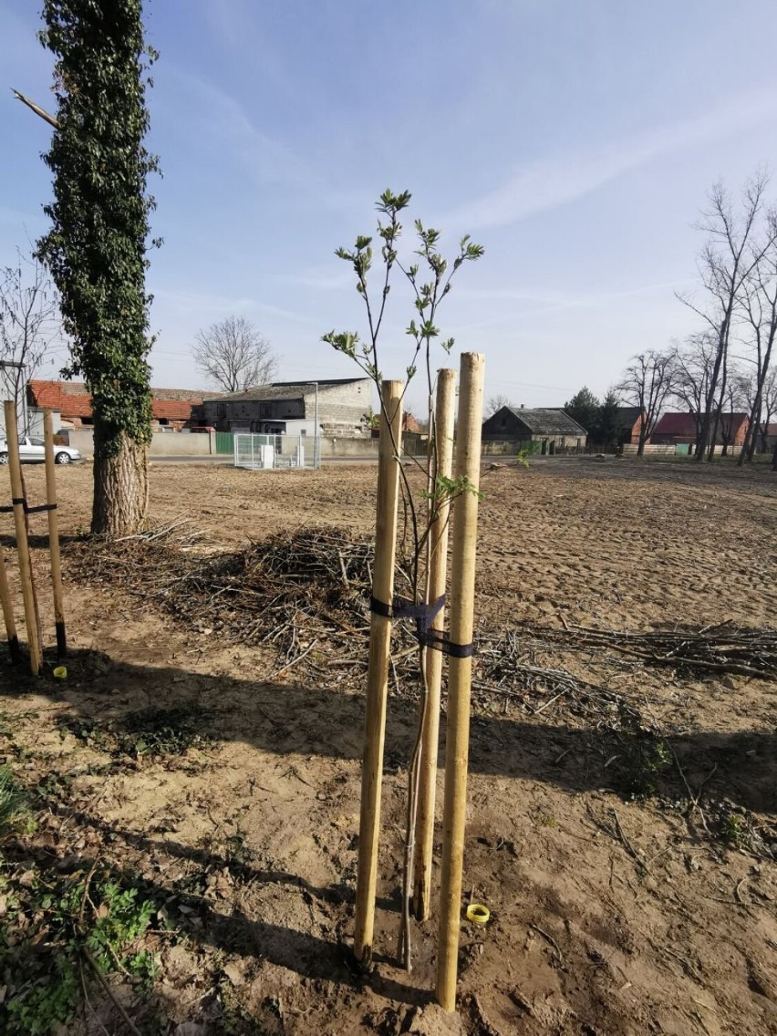 Nowe nasadzenia drzew i krzewów w Gminie Kościan