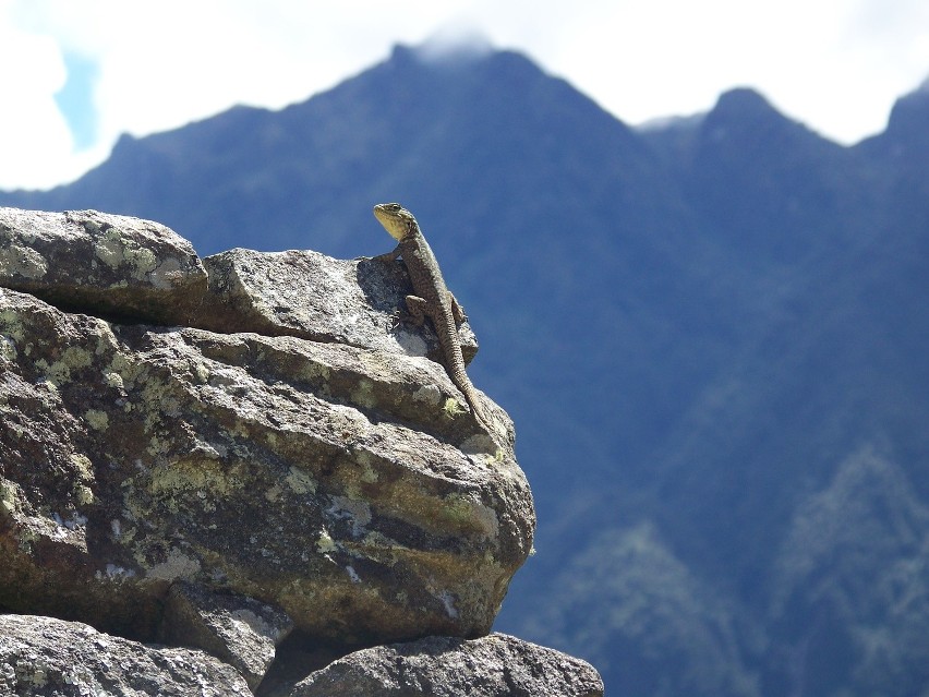 Podróż nowosolanki do Machu Picchu