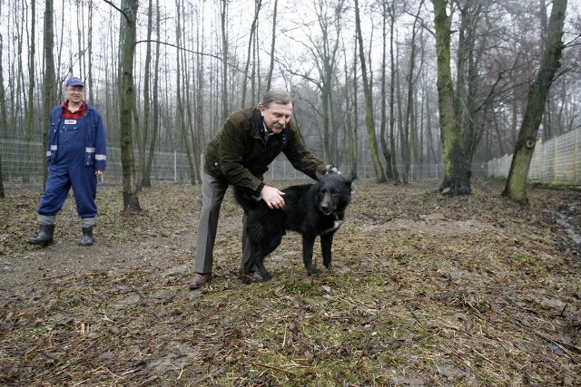 Psy biegają po wybiegu bez smyczy.