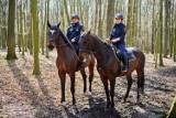 Nowy koń w straży miejskiej - spójrzcie jaki piękny! Nazywa się Kaszmir i już patroluje Łódź ZDJĘCIA