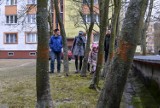 Gdańsk. Mieszkańcy walczą o drzewa, które mają być ścięte, by ratować garaże [ZDJĘCIA]