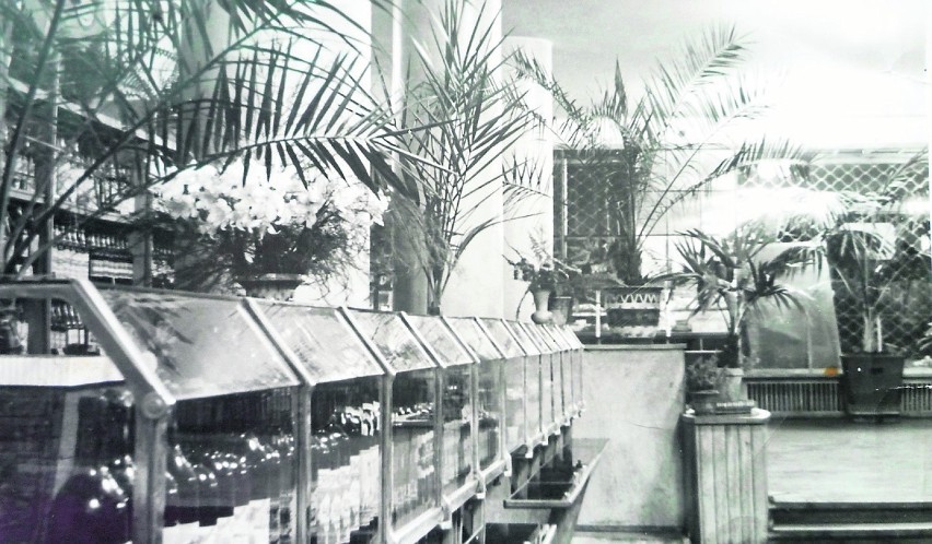 Delikatesy z palmami i kwiatami 1953 r.