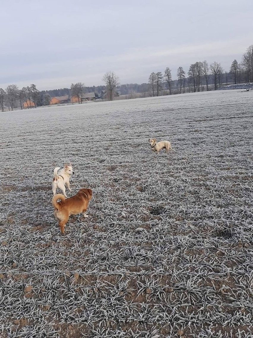 Trzy psy błąkające się na polach w rejonie Dobrodzienia