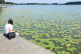 Uwaga! Zakaz kąpieli na Jeziorze Miejskim w Chodzieży