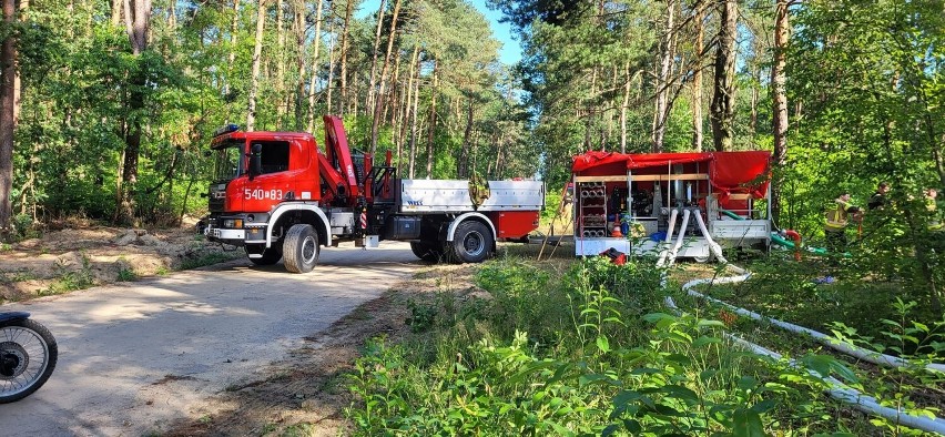 Łosia uratowali strażacy z OSP Ujazd i JRG Tomaszów