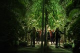 Noc w palmiarni - poczuj się jak w dżungli po zmroku