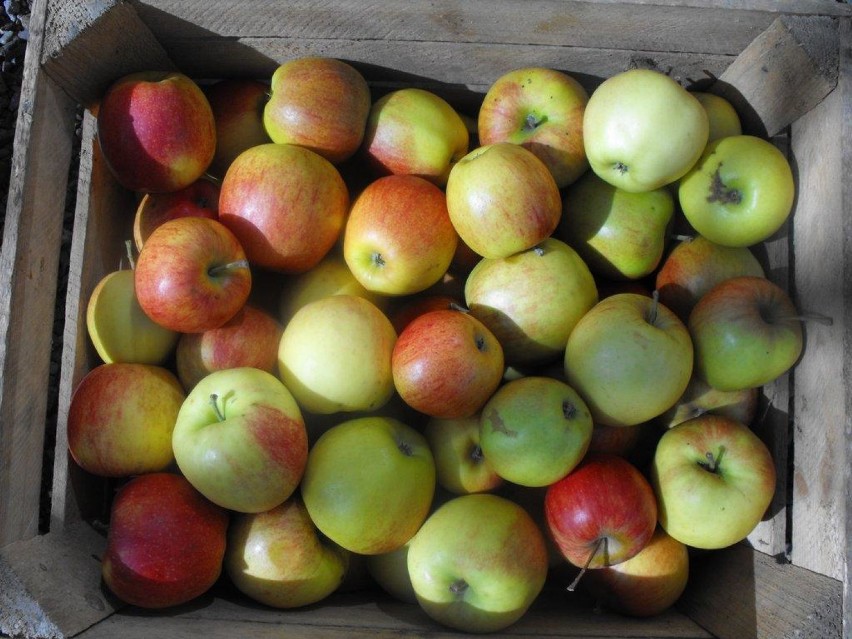 Na Piaskowej Górze rozdano 18 ton jabłek