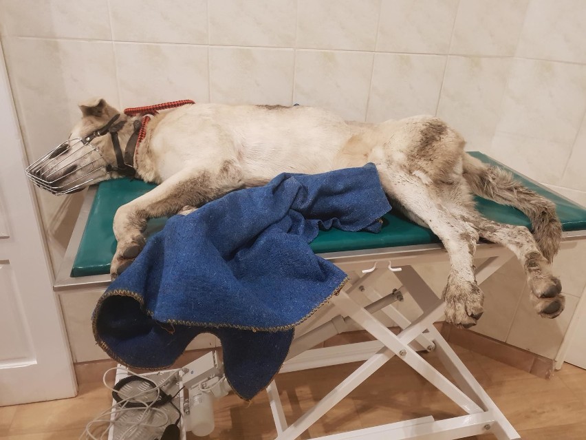 Gmina Tczew: pies ze złamaną nogą cierpiał przez kilka lat! Odebrali go „animalsi” [ZDJĘCIA]
