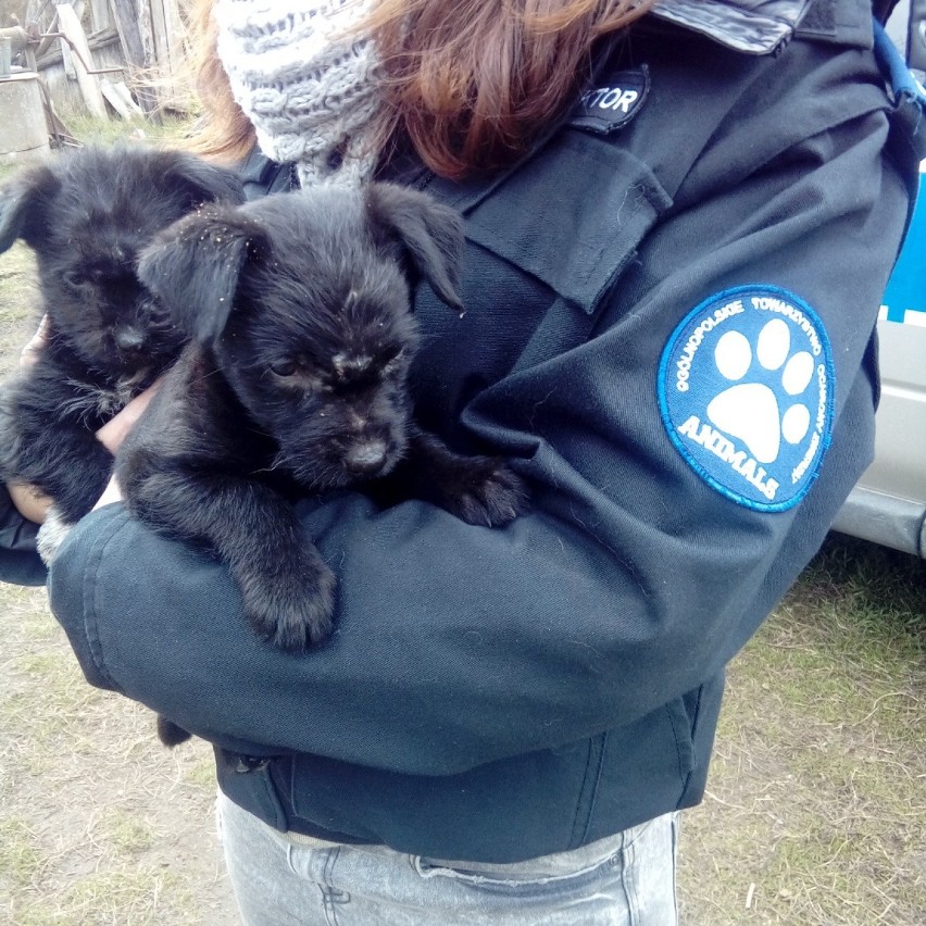 Bezpańskie psy w Samociążku mogą być zagrożeniem [zdjęcia]