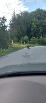 Władze gminy Sanok apelują o ostrożność w związku z pojawieniem się niedźwiedzicy. Młoda samica wciąż krąży wokół wsi