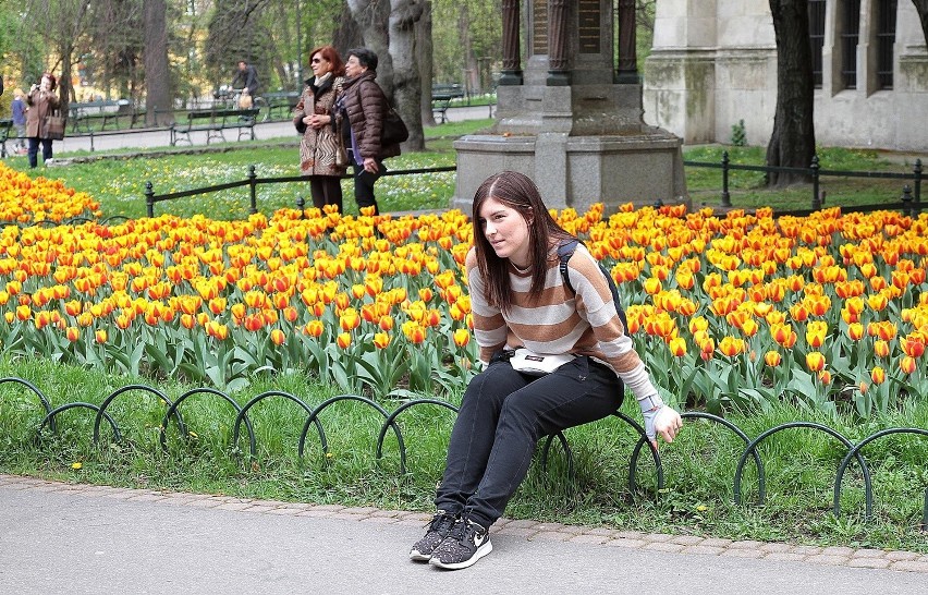 Kraków. Zakwitły tulipany pod Uniwersytetem Jagiellońskim [ZDJĘCIA]