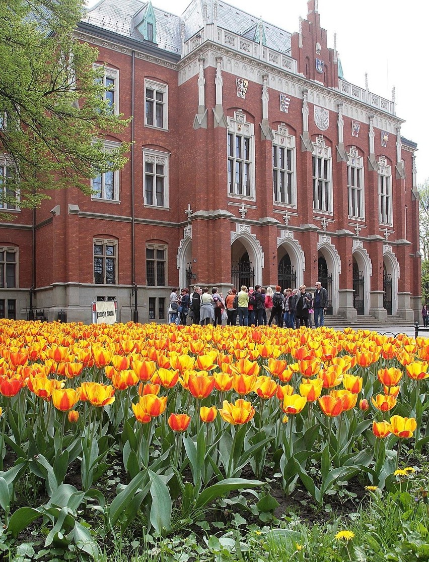 Kraków. Zakwitły tulipany pod Uniwersytetem Jagiellońskim [ZDJĘCIA]