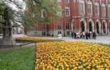 Kraków. Zakwitły tulipany pod Uniwersytetem Jagiellońskim [ZDJĘCIA]