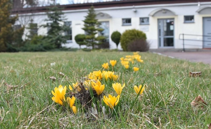 Malbork. Uczniowie i nauczycielki ZSP 3 znów zasadzili cebulki krokusów. Żółte kwiaty przypomną o ofiarach Holokaustu