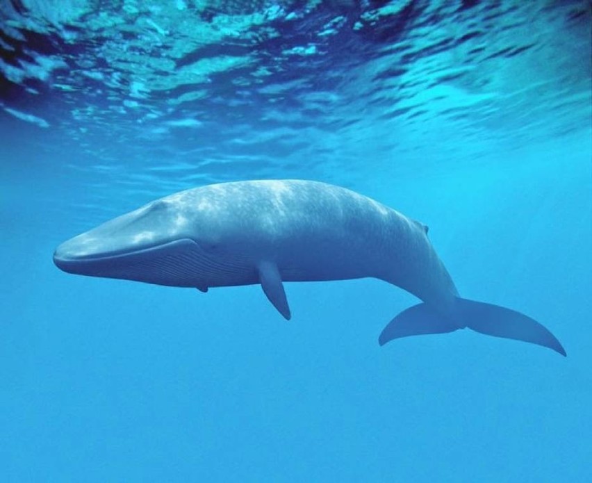 Gra Niebieski Wieloryb i jej przerażające zadania - sprawą zajęła się gliwicka prokuratura