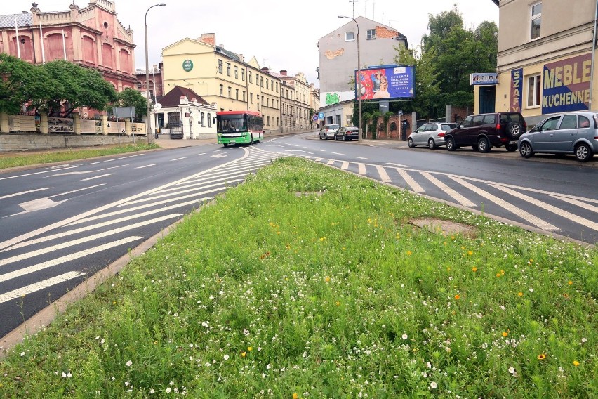 Kwietna łąka na ul. Bernardyńskiej w Lublinie