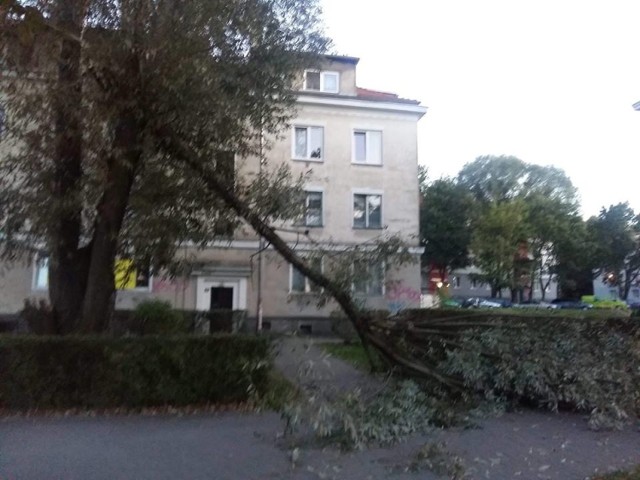 W niedzielę, 29 lipca, drzewo upadło w okolicy skrzyżowania ul. Staszica i Wyspiańskiego. Potężny konar runął na chodnik przed jednym z bloków. Wieczorem usuwaniem zajęli się strażacy, którzy potwierdzili nam udział jednostki w czyszczeniu terenu przed blokiem. 

Kierowca tira wyprzedzał inną ciężarówkę na S3. Jechał na czołowe zderzenie z innym samochodem. WIDEO:


