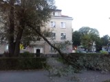 Drzewo runęło runęło na chodnik przed jednym z bloków w Zielonej Górze [ZDJĘCIA]