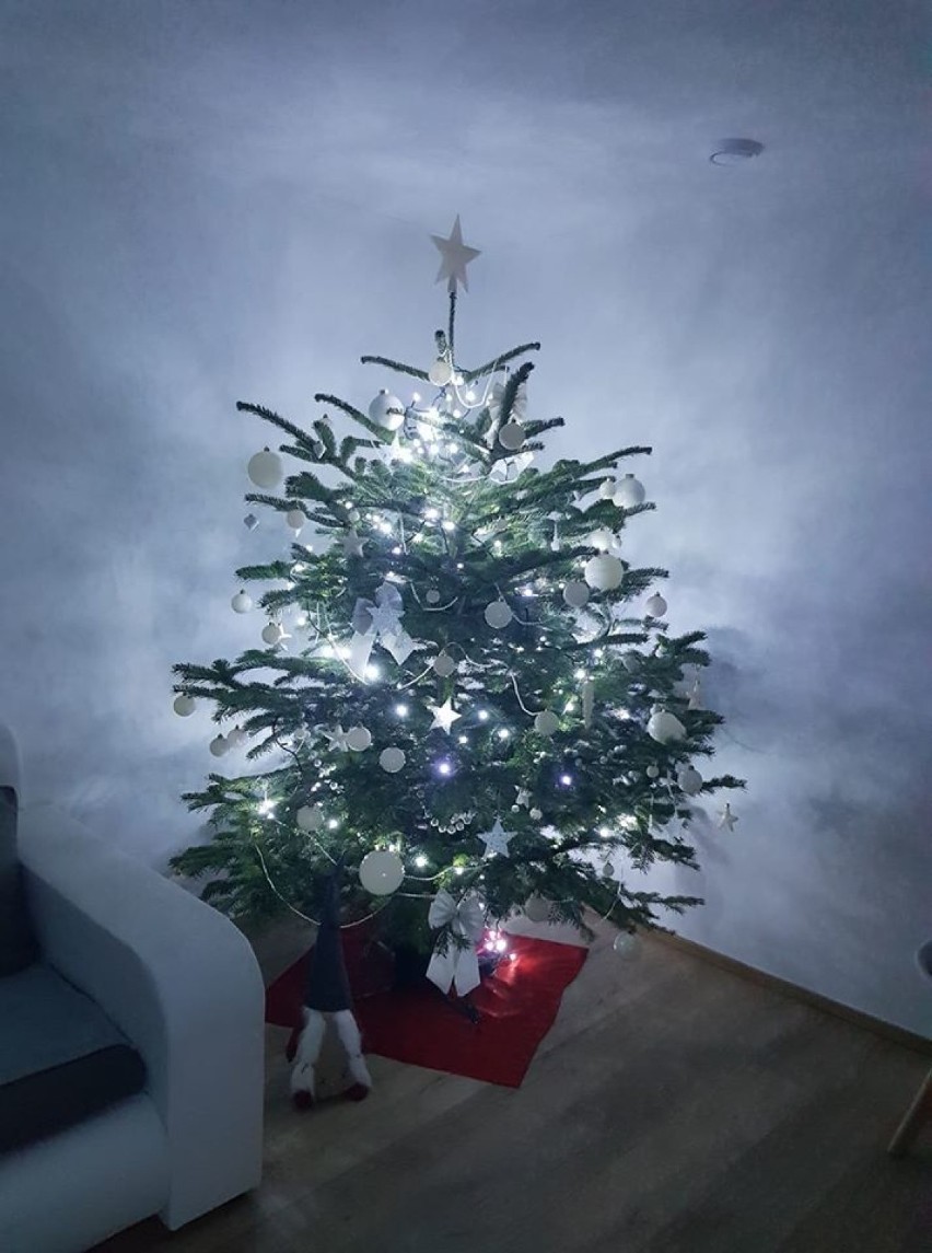 Choinki Czytelników portalu kwidzyn.naszemiasto.pl. Jak wygląda Twoje świąteczne drzewko? Czekamy na zdjęcia! 