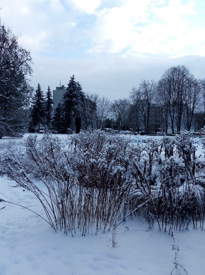 Zobacz zdjęcia naszej Czytelniczki zimowego Parku Inwalidów Wojennych w Rzeszowie