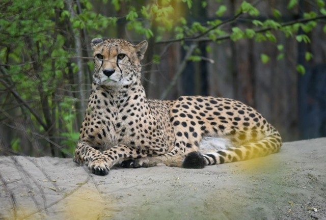 Łódzkie ZOO opuszczą m.in. gepardy. Przenosiny zwierząt są konieczne ze względu na prace prowadzone przy budowie Orientarium