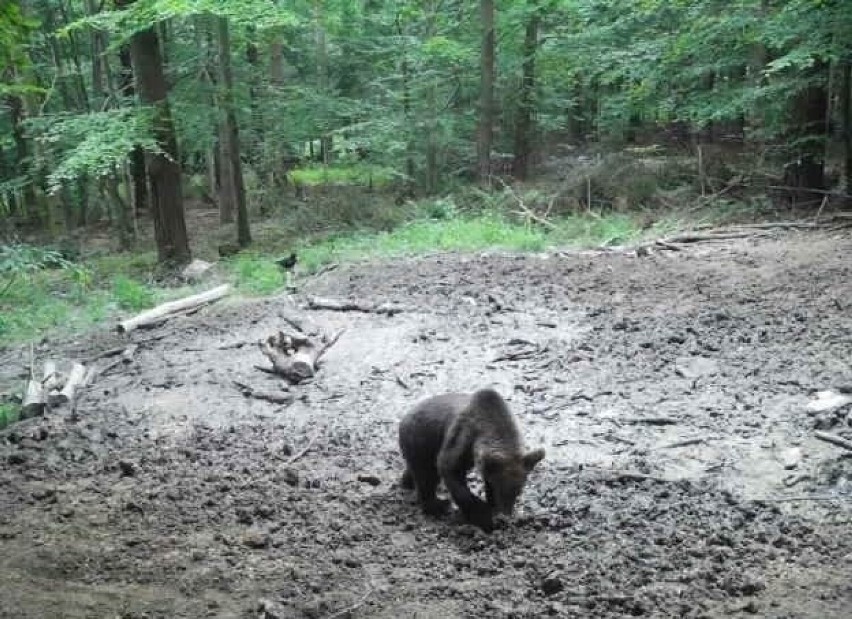 Młodego niedźwiedzia zarejestrowały też fotopułąpki...