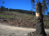 Ze szczytu Kopy Biskupiej z powodu inwazji kornika zniknęły całe połacie lasu