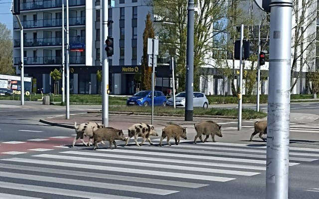 Dziki widziane na przejściu dla pieszych na Białołęce