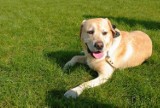 Policjanci odzyskali psa. 46-latka ukradła Labradora z prywatnej posesji