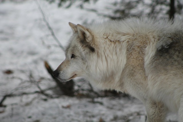Hybrydy wilka z psem są widywane na terenie Nadleśnictwa Szubin od kilku lat (zdjęcie ilustracyjne)