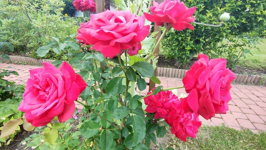 Czerwone róże...