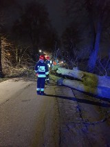 Powiat malborski. Silny wiatr na szczęście nie wyrządził wielkich strat. Powalone drzewa blokowały drogi