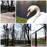 Park Miejski w Wodzisławiu Śl. z lepszej strony [ZDJĘCIA]