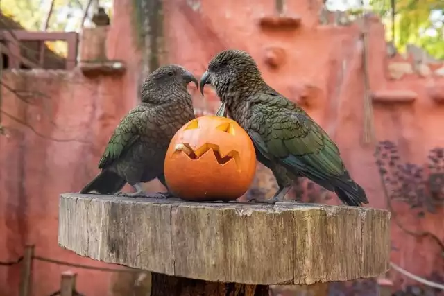 Ten weekend w Łodzi stanie pod znakiem Halloween! Święto duchów będzie można obchodzić w łódzkim zoo, Manufakturze czy na parkingu Sukcesji. 

CZYTAJ WIĘCEJ NA KOLEJNYCH SLAJDACH >>>>>>