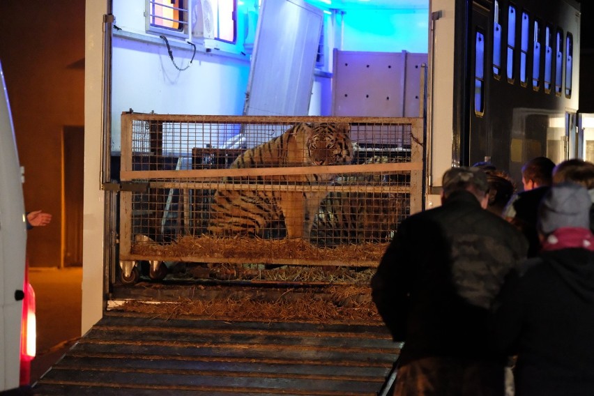Człuchów. Dwa ocalone tygrysy z transportu znalazły już schronienie i opiekę w zoo w Canpolu [WIDEO]